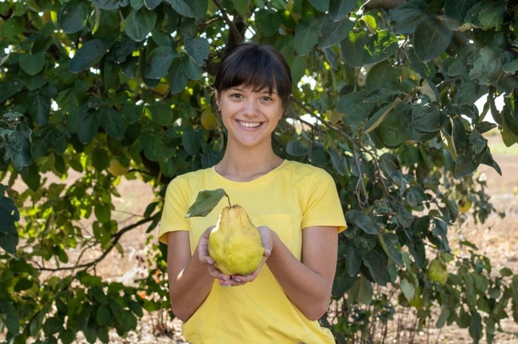 Ayvayı yıllardır yanlış yemişiz! Uzmanlar ayvayı yemenin en sağlıklı yöntemini anlattı 1